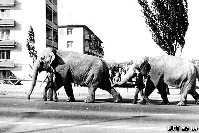 1972 год. По дамбе ведут слонов. Возможно, таким образом их «транспортировали» от железнодорожной станции до цирка.