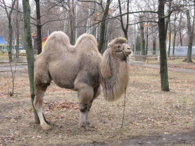 Верблюд в парке Дубовая роща (14.12.2011)
