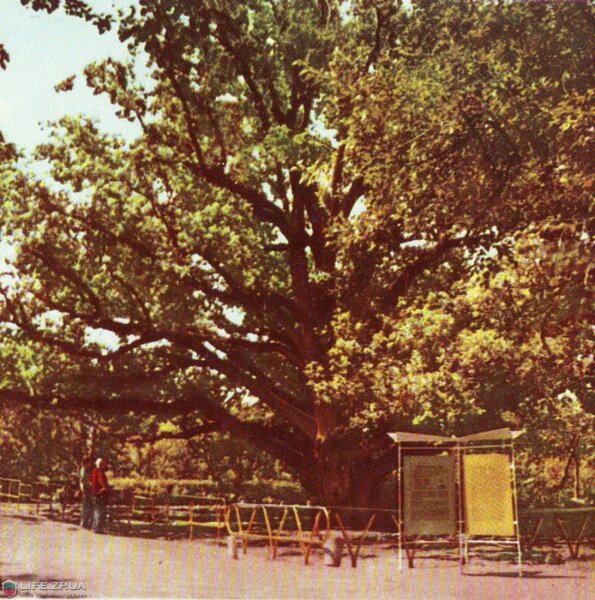Запорожский дуб, 1968 год (60-е годы)
