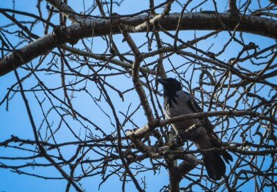 Ворона в парке Дубовая роща