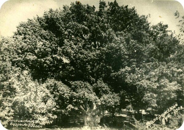 Запорожский дуб и его смотритель Нечипор Дейкун, 50-е годы