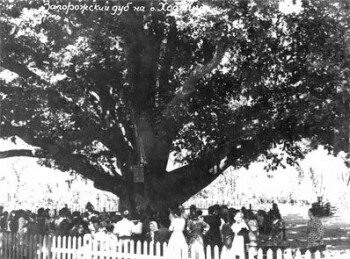 Молодой 700-летний запорожский дуб.