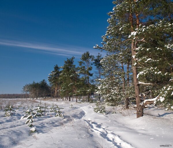 Зима на Хортице, сосновый лес, 2010 год