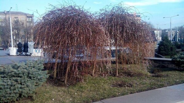 Деревья цветут на бульваре Шевченко 2015