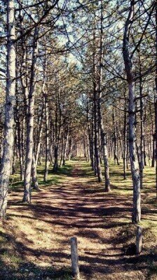 Красивый сосновый лес на Хортице