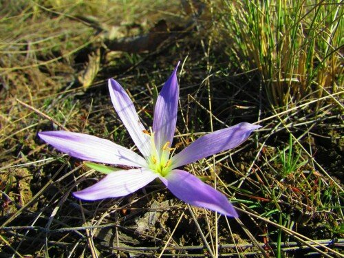 На острове Хортица уже появляются первые весенние цветочки. После долгой зимы весенние цветы особенно приятны и красивы.