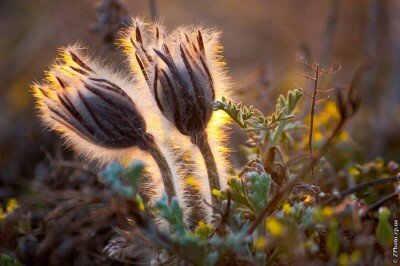 Сон-трава в золотых лучах заходящего Солнца. Это красивое растение, занесённое в Красную книгу Украины, можно встретить весной на территории Национального заповедника "Хортица".