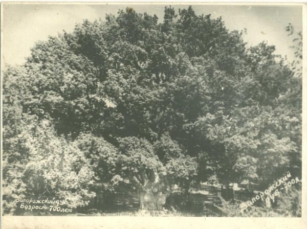 Запорожский дуб в 60-е годы. Возраст 700 лет.