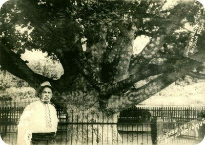 Запорожский дуб и его смотритель Нечипор Дейкун, 50-е годы