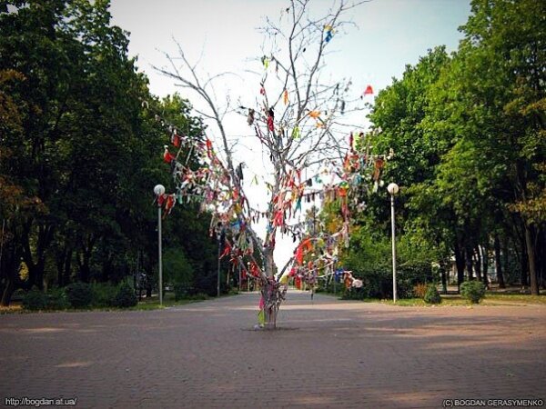 Дерево желаний на бульваре Шевченко. 17 мая 2008 года.