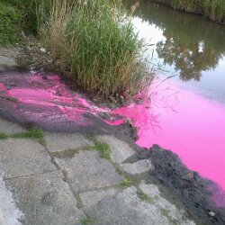 К "Красной реке" у нас добавилась еще и розовая