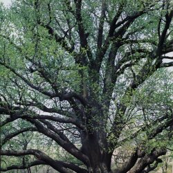 Еще зеленый Запорожский 700 летний дуб