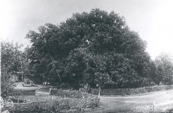 Запорожский дуб в начале прошлого века